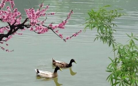 惠崇春江晚景是什么诗（古代诗歌阅读理解）