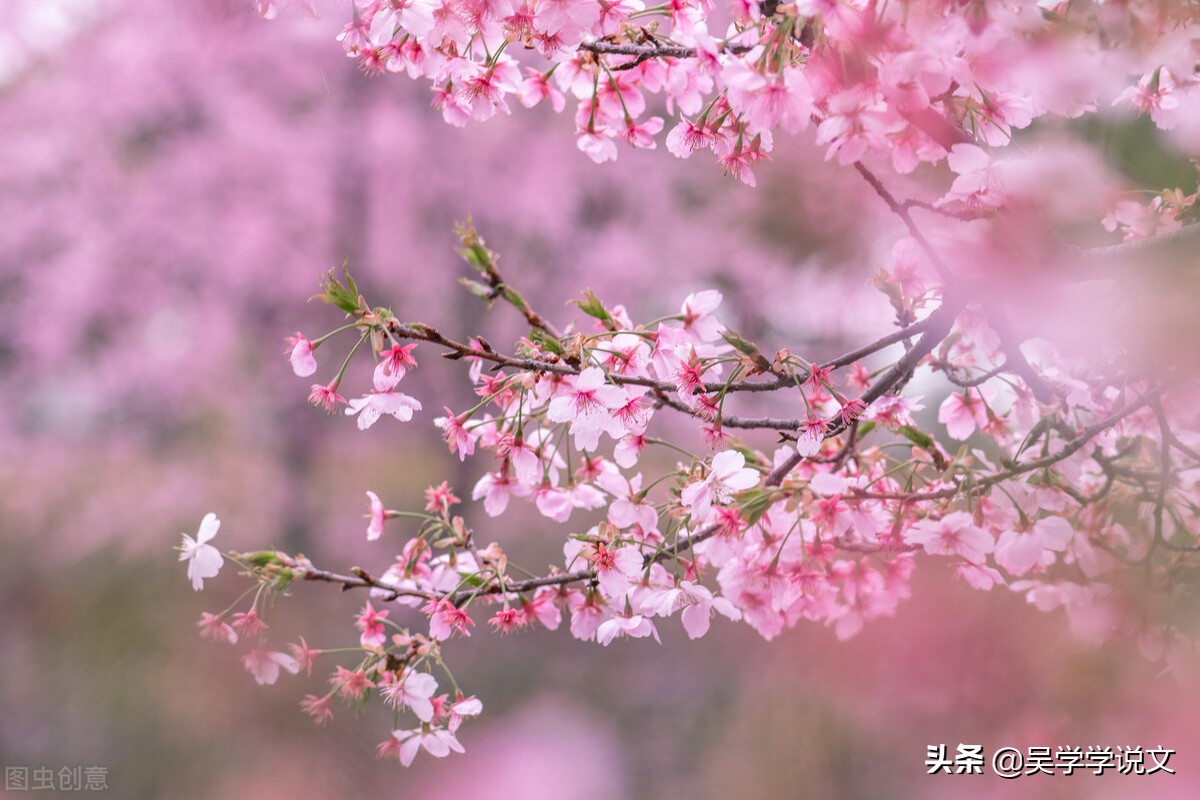 描写花园景色的句子说说（赞美植物园诗词七言）