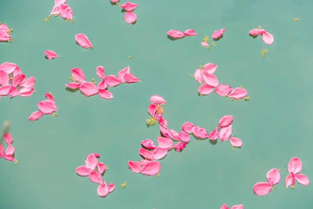 关于落花的诗句有哪些（感叹落花的诗句）