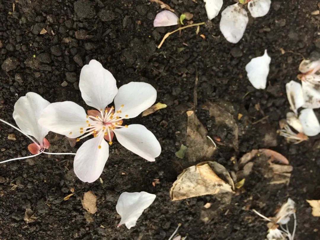 关于落花的诗句有哪些（感叹落花的诗句）