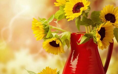 形容日出的唯美句子（看日出发朋友圈的精美句子）