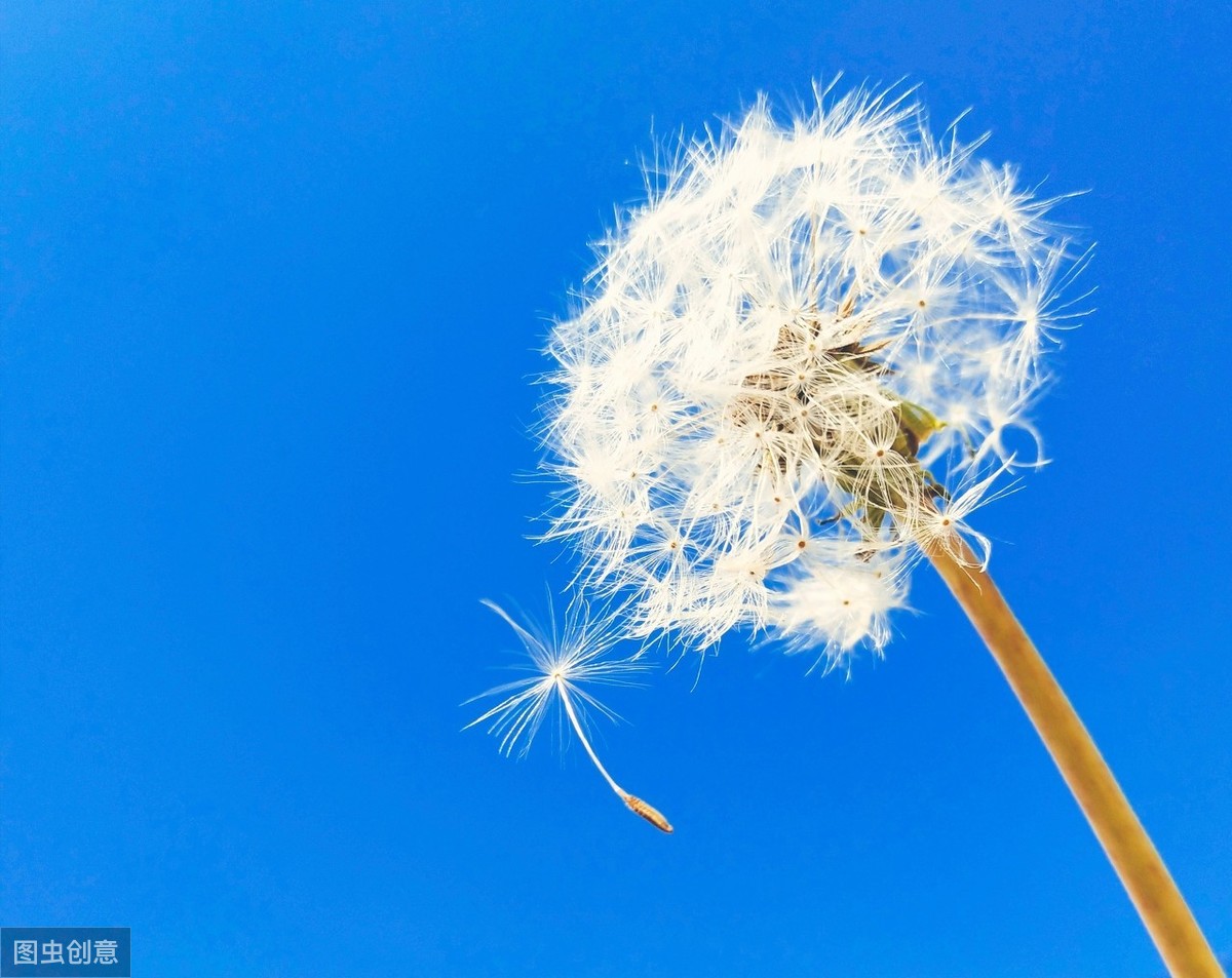 带风的诗句飞花令（含风的诗词赏析）