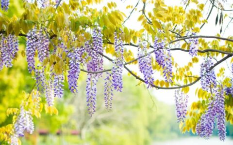 春景的诗句有哪些（古诗中描写春景的诗句）