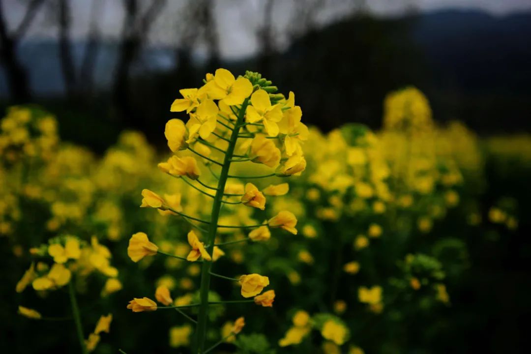 关于春天的诗有哪些（十五首关于春天的古诗）