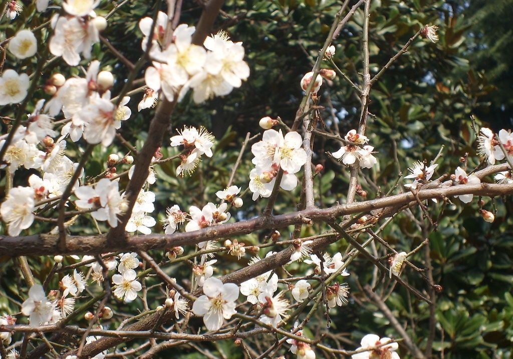 赞美梅花的句子有哪些（关于梅花的优美短句）