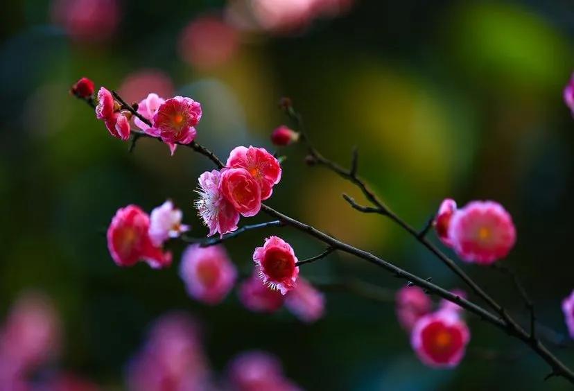 赞美梅花的句子有哪些（关于梅花的优美短句）