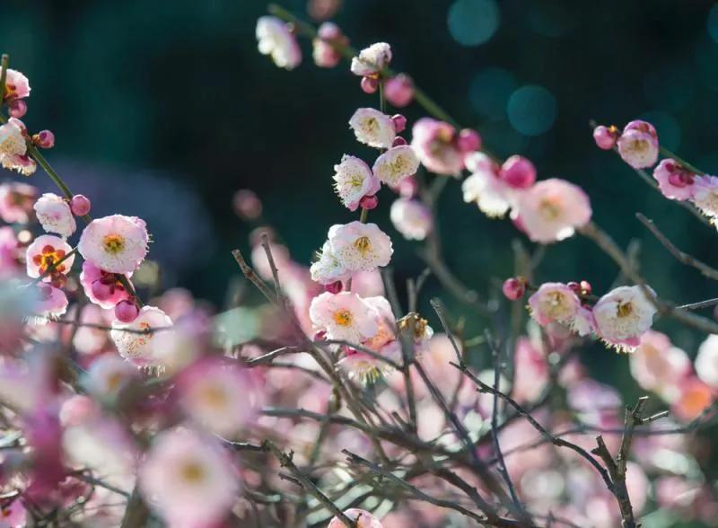 赞美梅花的句子有哪些（关于梅花的优美短句）