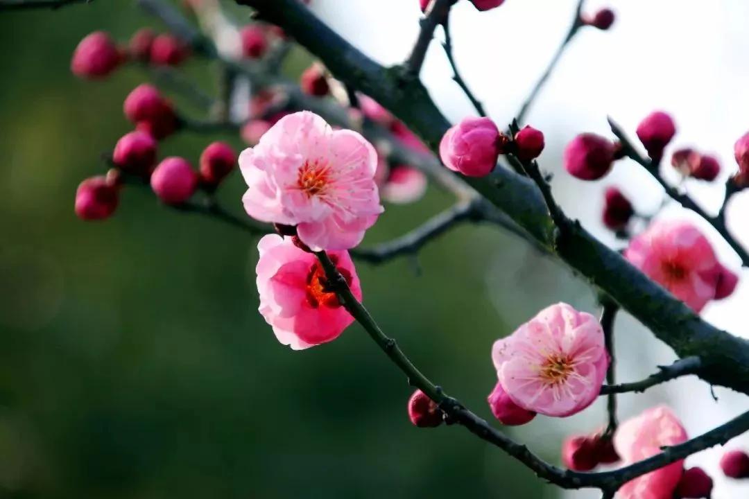 赞美梅花的句子有哪些（关于梅花的优美短句）