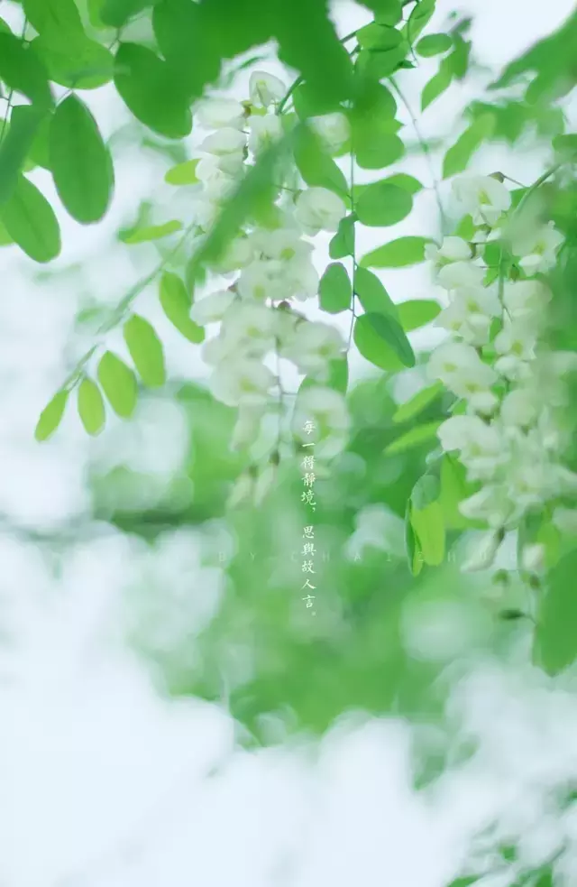 赞美五月最美的诗句（五月意义很美的古诗词）