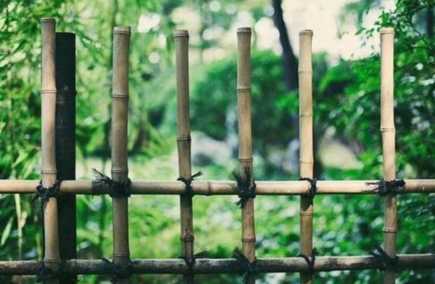 描写蝉的诗句古诗词（关于写蝉的诗分享）