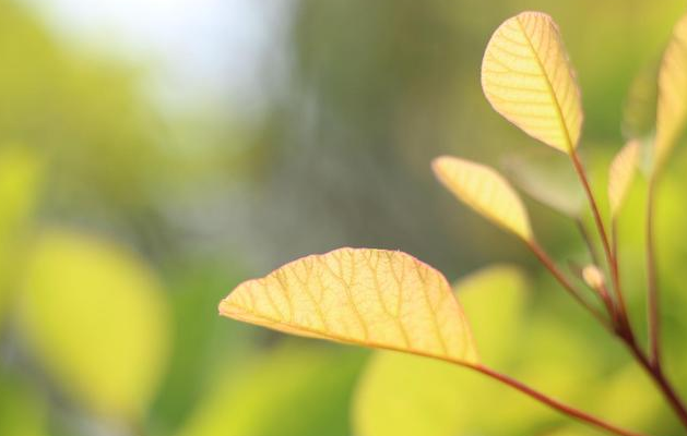 形容春天花的短句子大全（春天花开的好句子）