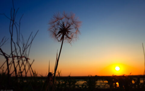 善意的谎言名言名句（善意的谎言感悟句子）