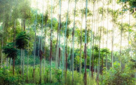 咏物的古诗有哪些（咏物的诗句古诗大全）