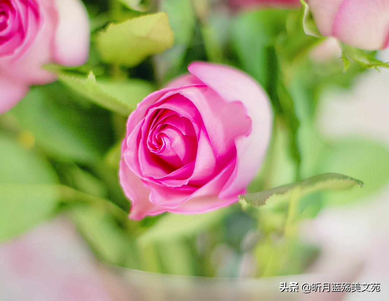 人间真情的优美句子（真情美句摘抄大全）