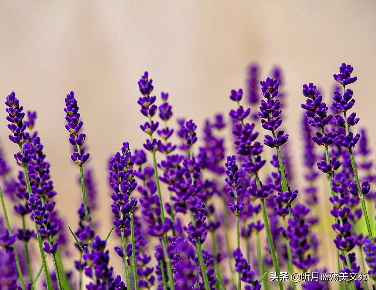 人间真情的优美句子（真情美句摘抄大全）