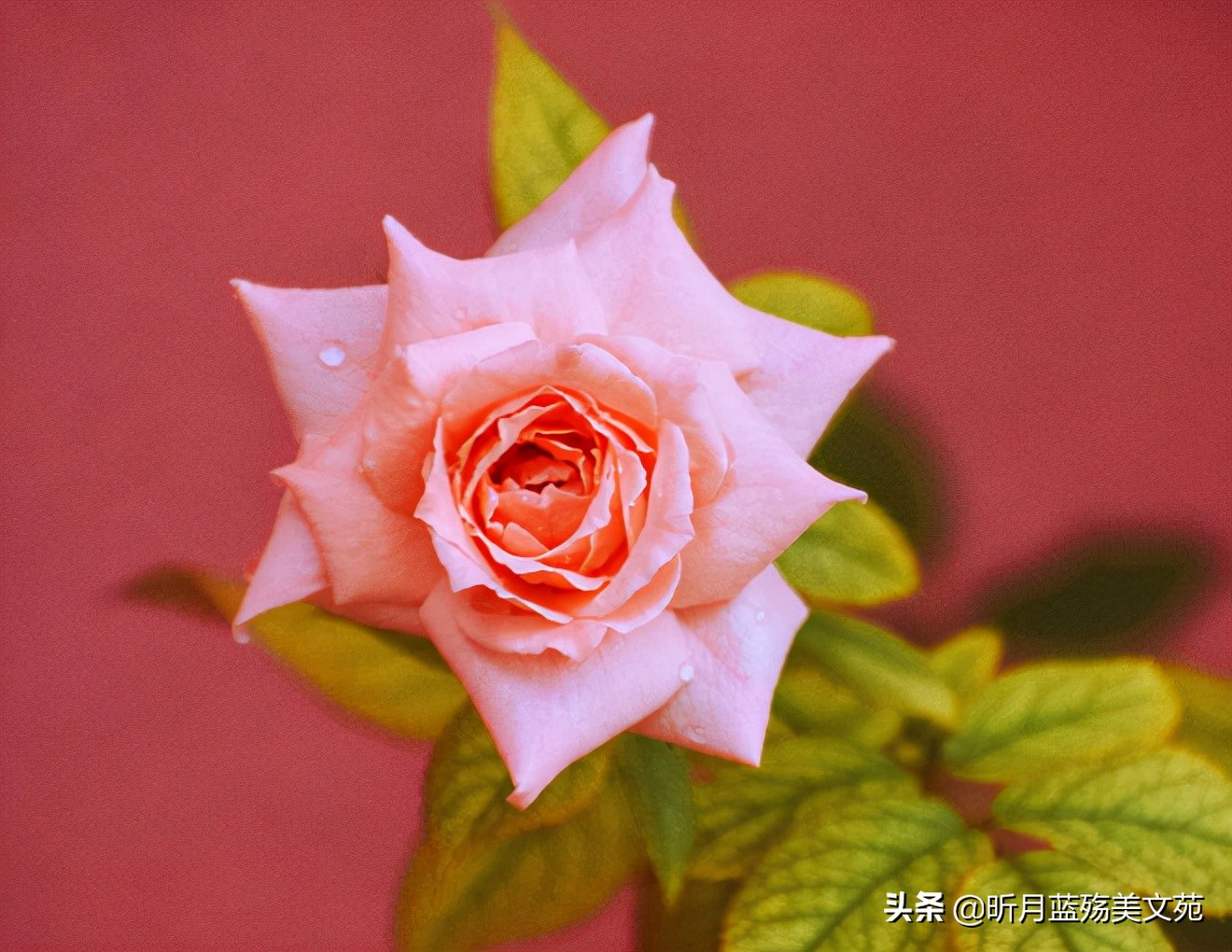 人间真情的优美句子（真情美句摘抄大全）