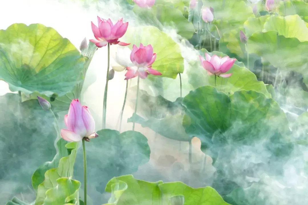 关于写荷花的诗句（描写荷花的诗词名句赏析）