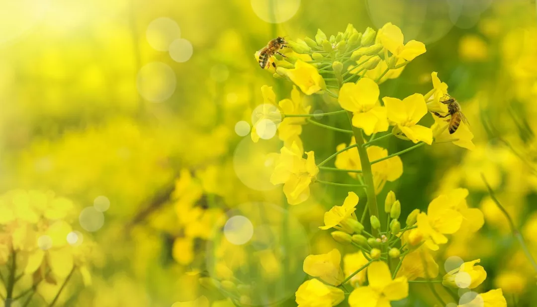 春分的诗句有哪些（关于春分的古诗四句）