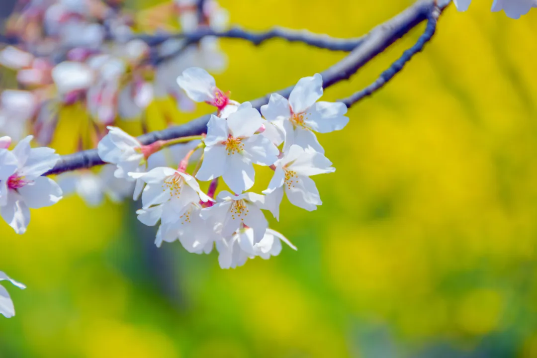春分的诗句有哪些（关于春分的古诗四句）