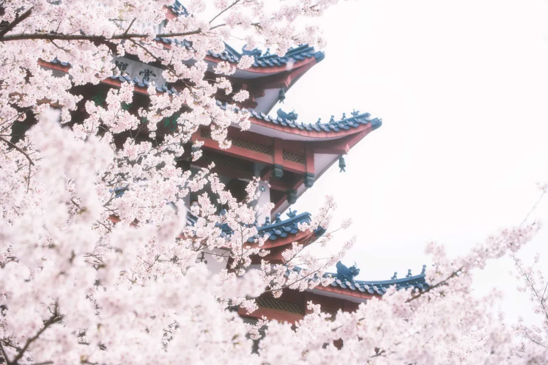 春分的诗句有哪些（关于春分的古诗四句）