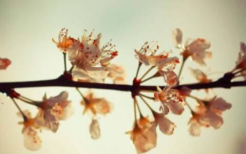 形容爱情的诗句美好（描写爱情的唯美句子浪漫）