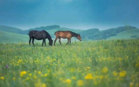 马的古诗有哪些（6首关于马的古诗词）