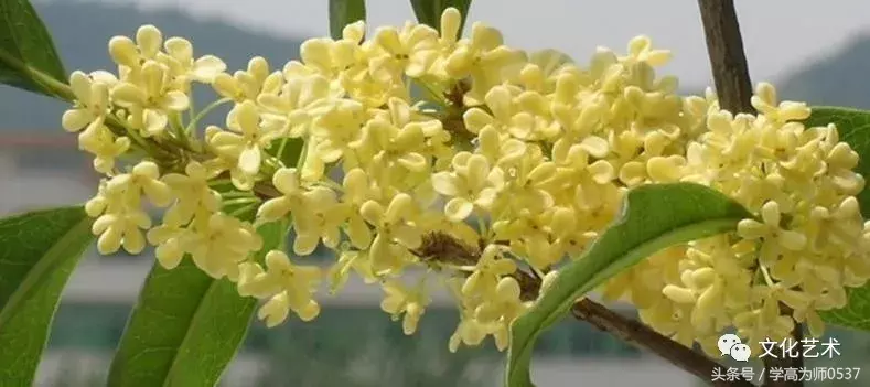 形容桂花香的诗句有哪些（赞美桂花飘香的诗句）