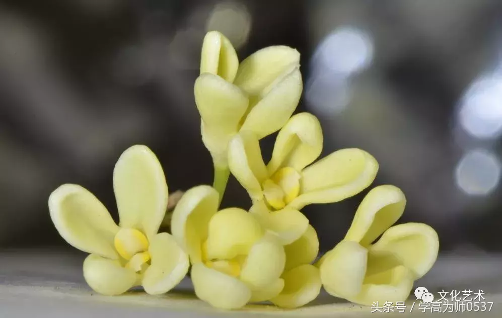 形容桂花香的诗句有哪些（赞美桂花飘香的诗句）