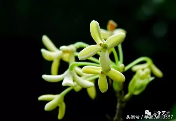 形容桂花香的诗句有哪些（赞美桂花飘香的诗句）