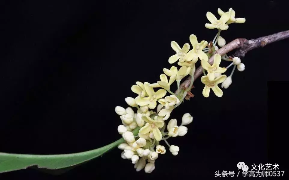 形容桂花香的诗句有哪些（赞美桂花飘香的诗句）