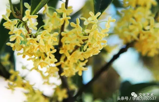 形容桂花香的诗句有哪些（赞美桂花飘香的诗句）