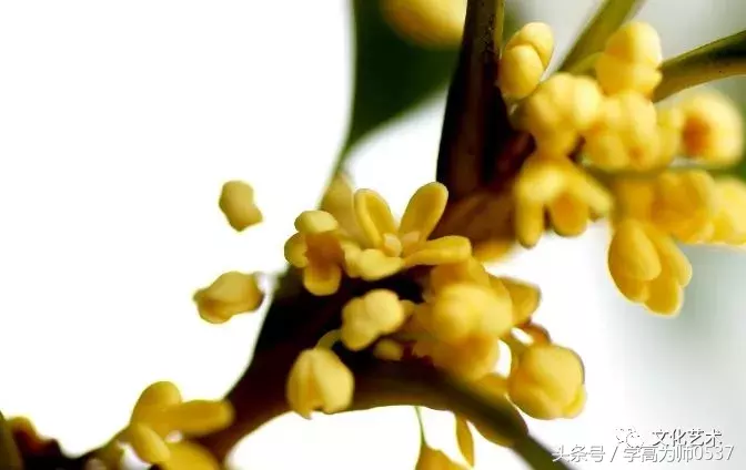 形容桂花香的诗句有哪些（赞美桂花飘香的诗句）