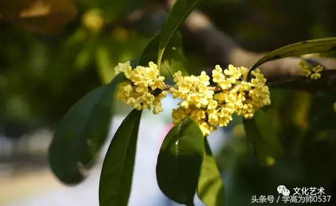 形容桂花香的诗句有哪些（赞美桂花飘香的诗句）