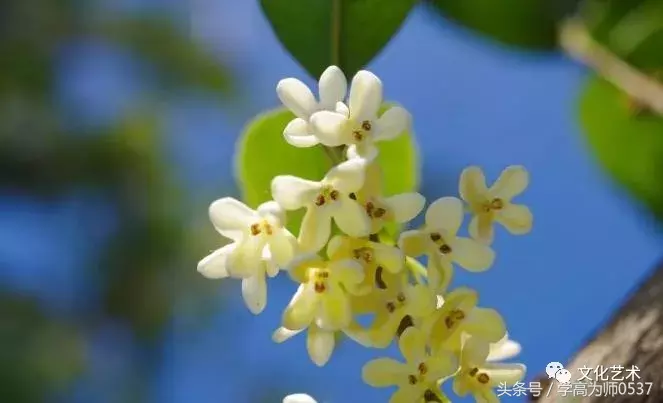 形容桂花香的诗句有哪些（赞美桂花飘香的诗句）