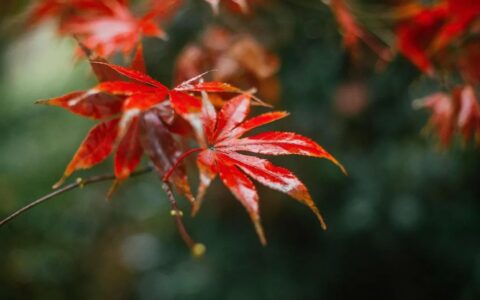 描写秋雨的诗句(秋雨绵绵的唯美诗句)