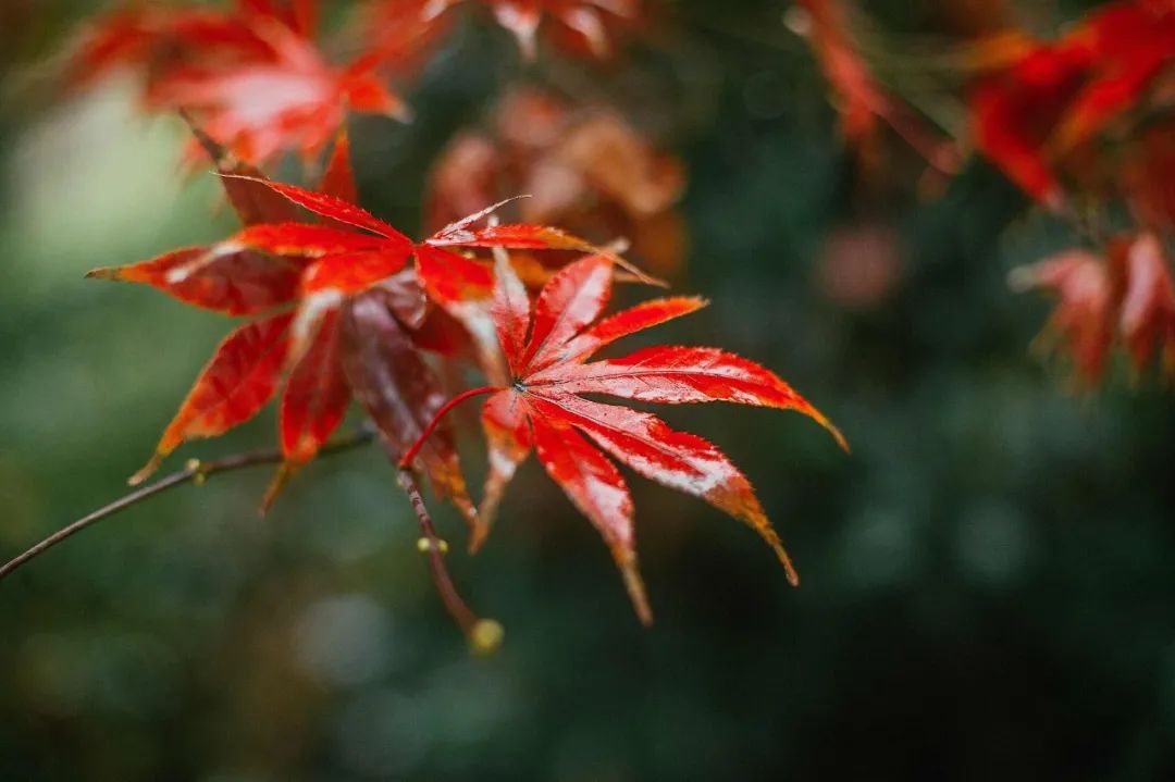 描写秋雨的诗句(秋雨绵绵的唯美诗句)