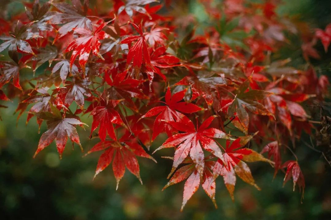 描写秋雨的诗句(秋雨绵绵的唯美诗句)