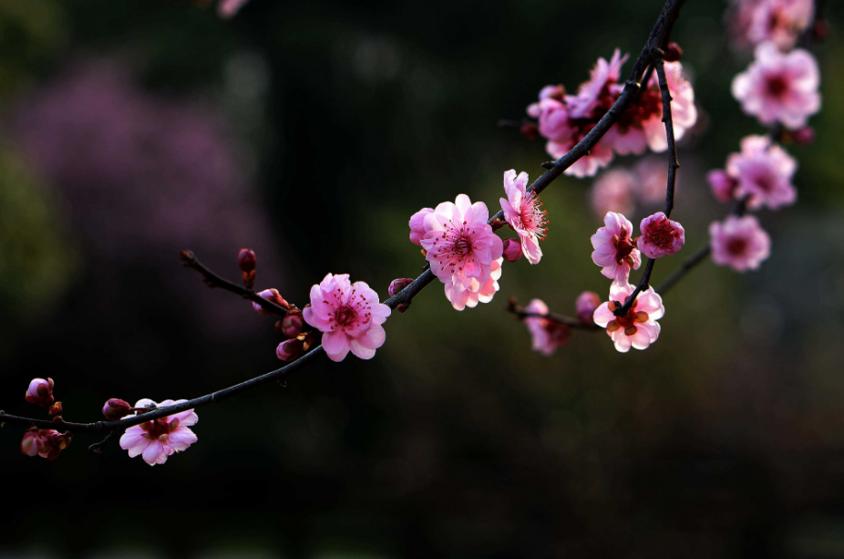 赞美梅花的优美句子（春天梅花的唯美句子）