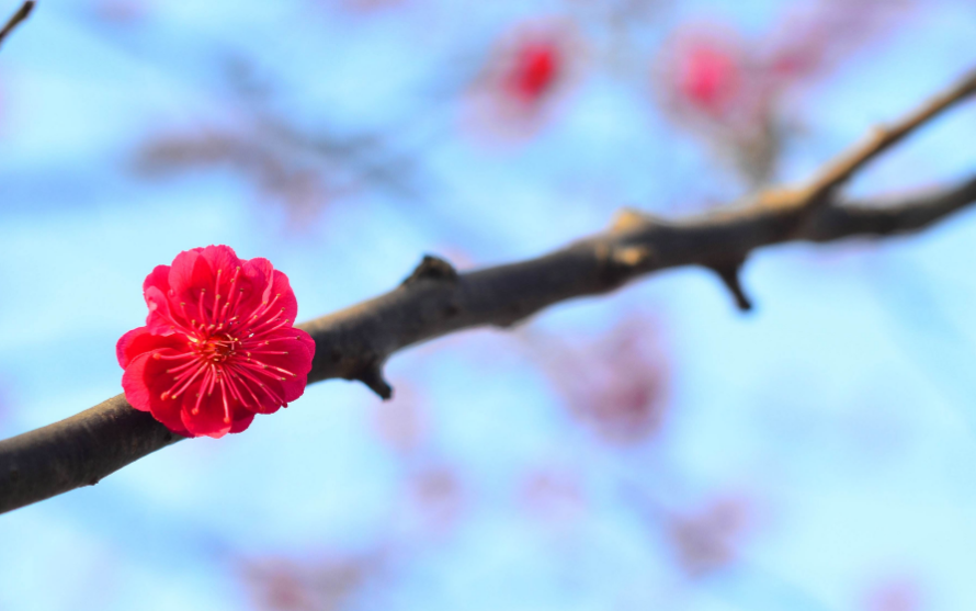 赞美梅花的优美句子（春天梅花的唯美句子）