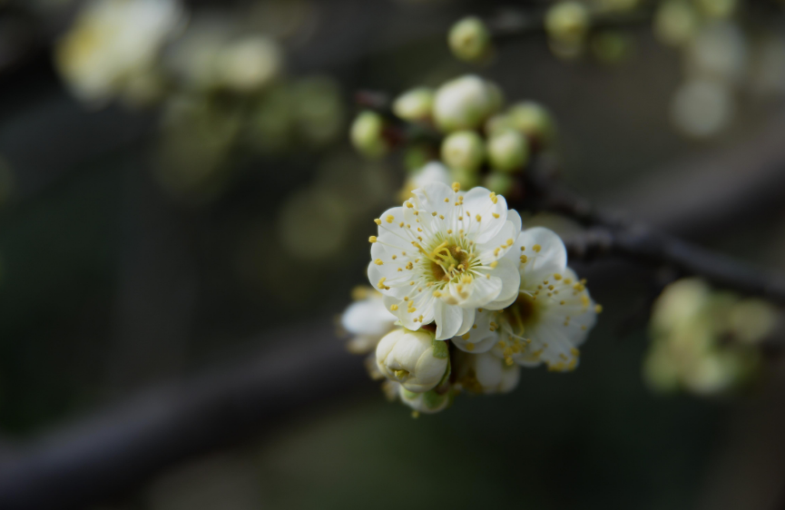 赞美梅花的优美句子（春天梅花的唯美句子）