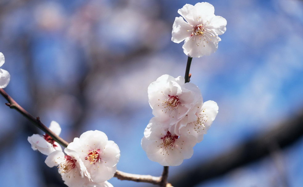 赞美梅花的优美句子（春天梅花的唯美句子）