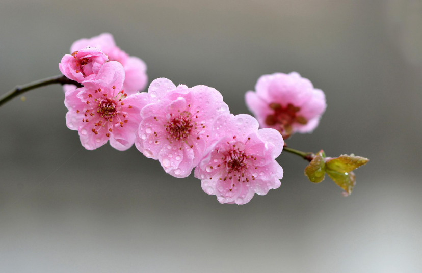 赞美梅花的优美句子（春天梅花的唯美句子）