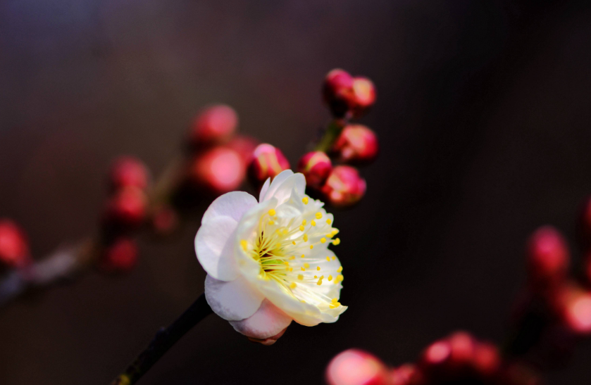 赞美梅花的优美句子（春天梅花的唯美句子）