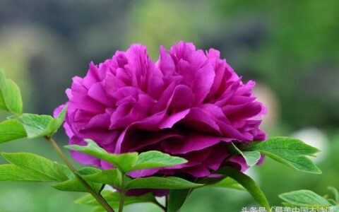 牡丹诗句经典名句（赞美牡丹七绝诗词）