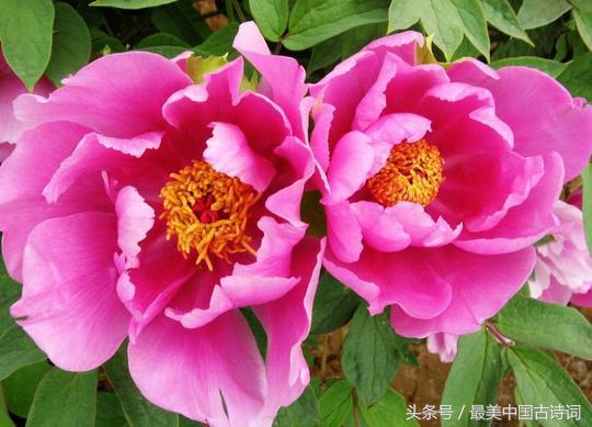 牡丹诗句经典名句（赞美牡丹七绝诗词）