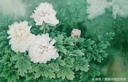 牡丹诗句经典名句（赞美牡丹七绝诗词）