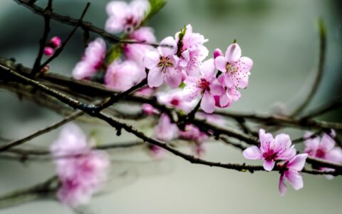 古诗忆江南唐白居易（忆江南唐白居易古诗译文）