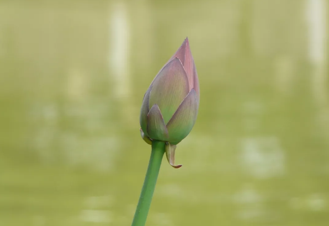 生日诗词句优美（生日古诗词名句分享）