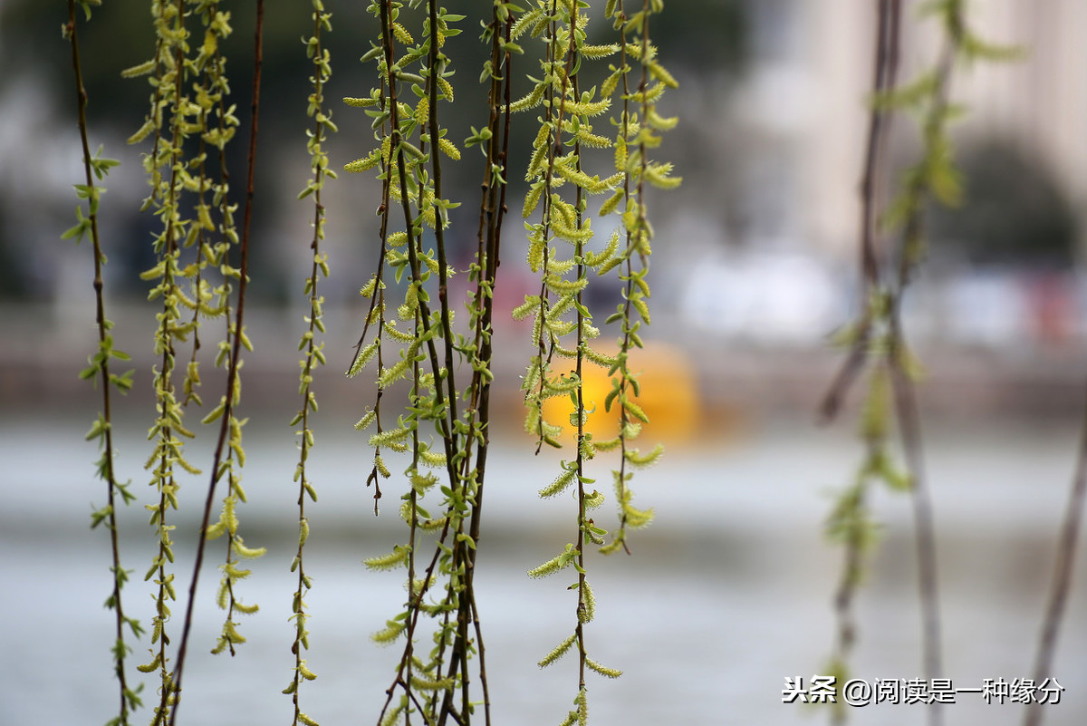 何人不起故园情全诗（关于乡愁的诗句）