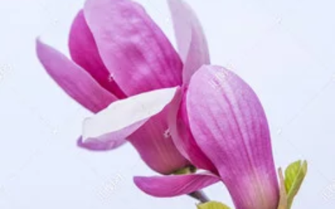 望春古诗要表达什么（杜甫的春望忧国诗词赏析）